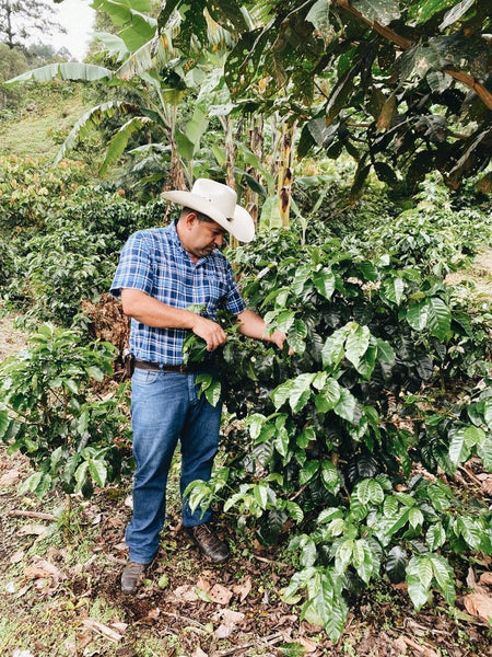 coffee farmer isaias reyes in his coffee field