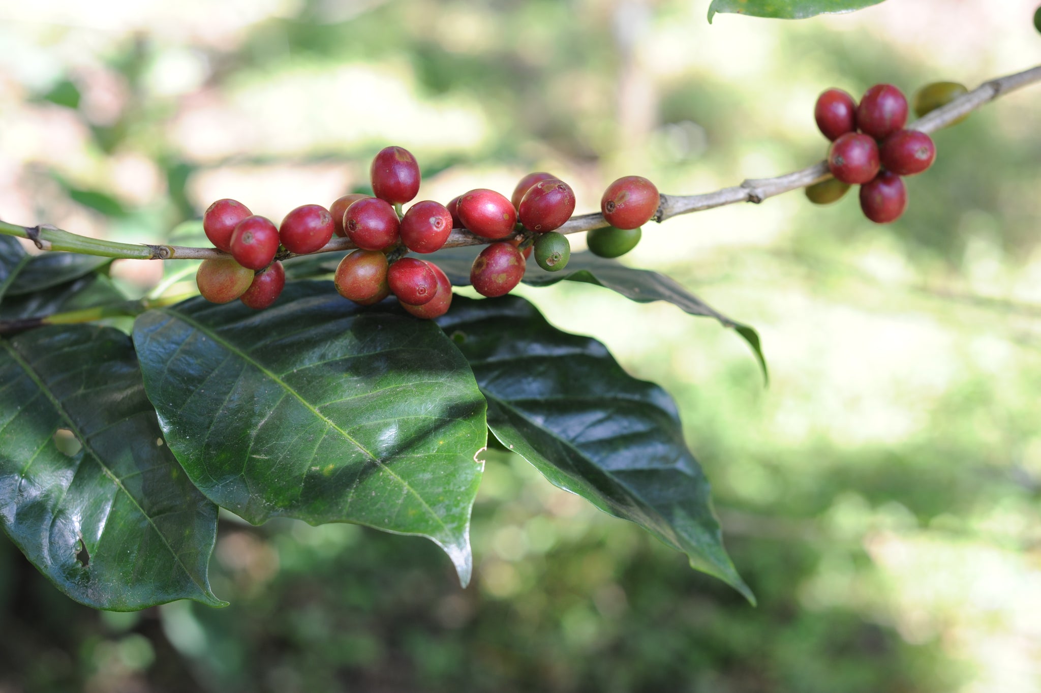 Cascara - Coffee Cherry Tea From Aldea Coffee