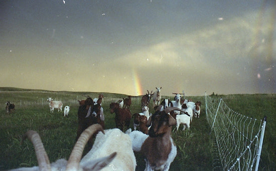 Goat in Montana with a rainbow