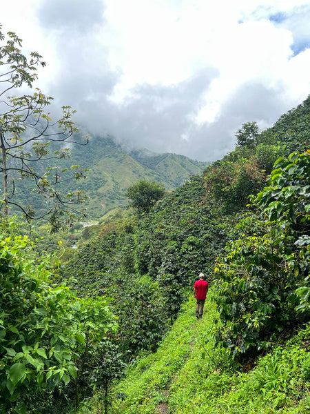 Coffee fields in Colombia.