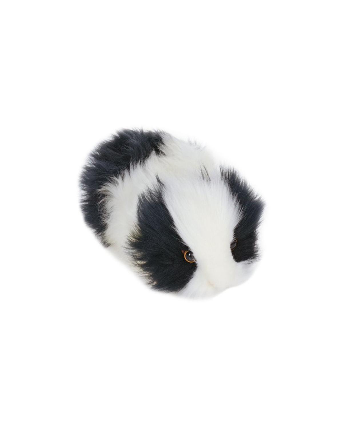 hansa guinea pig