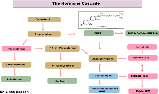Estrogen, testosterone and progesterone are all derived from pregnenolone