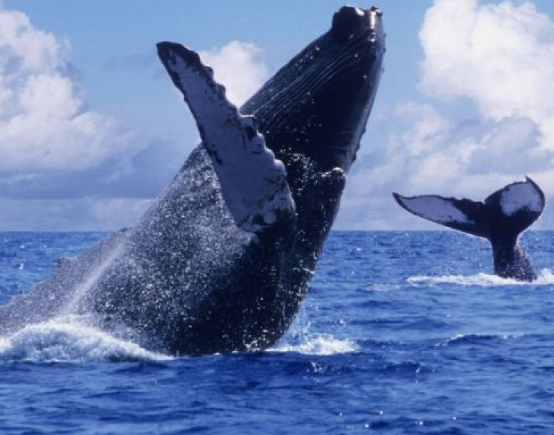 Whale rising out of the ocean