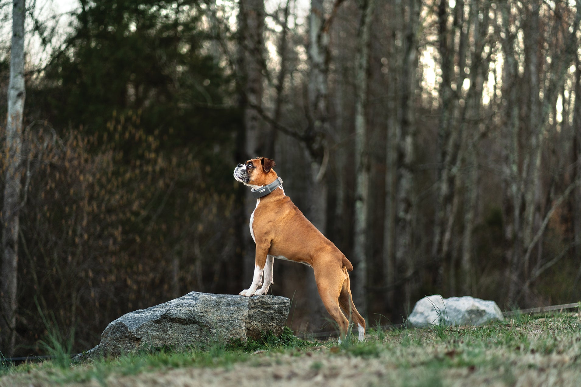 Dog with SpotOn GPS collar in yard with woods