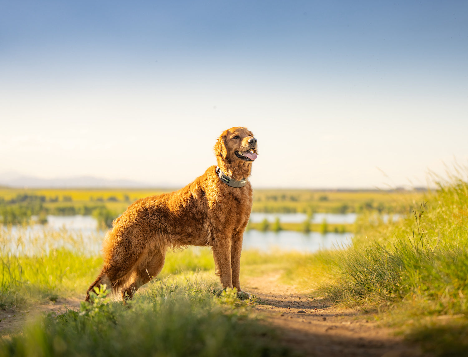 Golden retriever in open field using SpotOn collar.