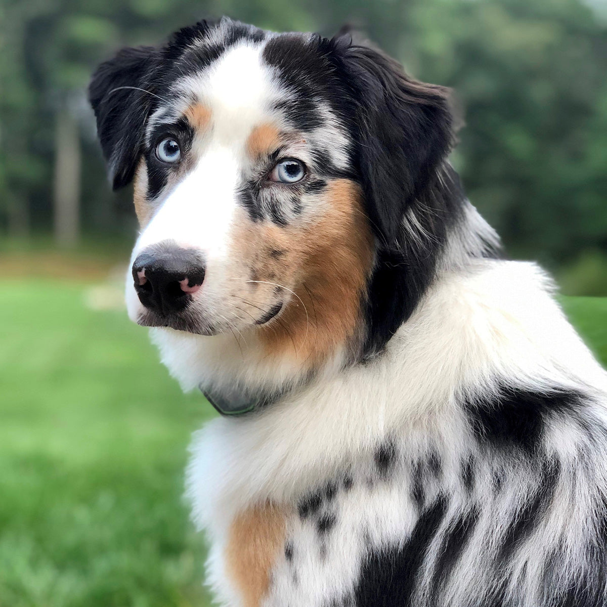 invisible fence collar