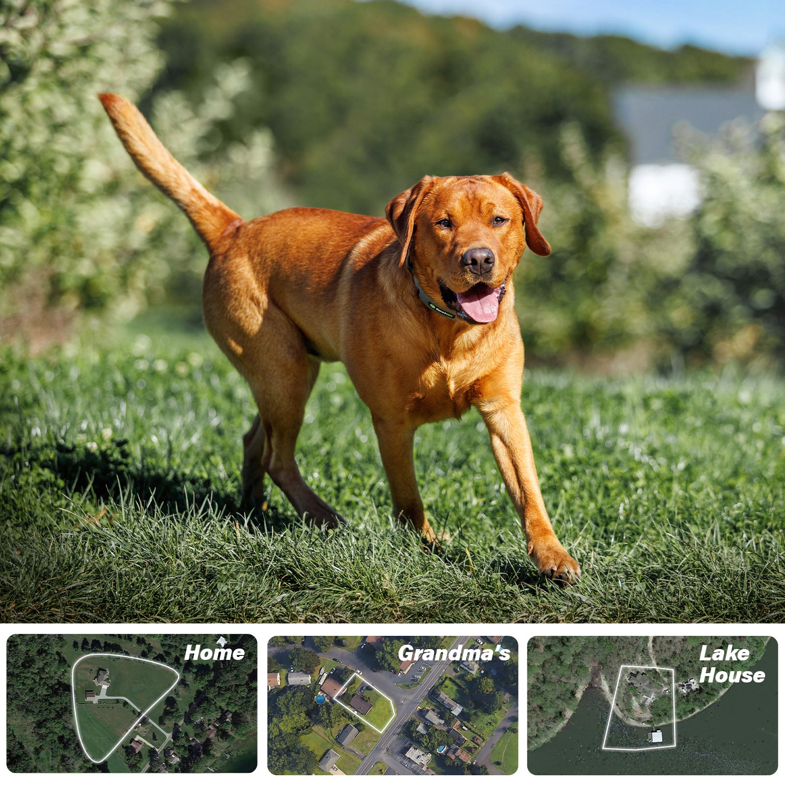 Invisible Fences vs. Physical Fences: What's Best for Your Dog