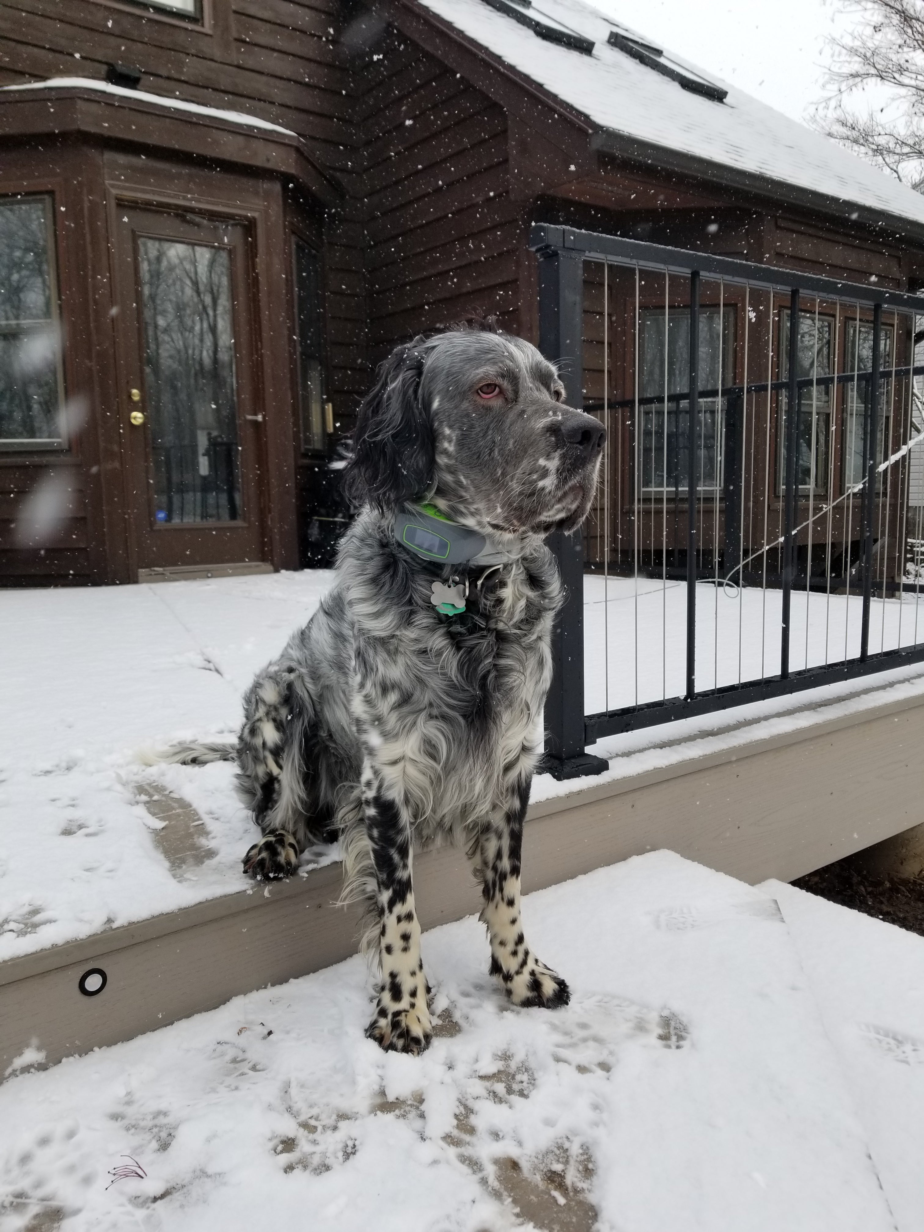 wireless GPS collar on outdoor dog