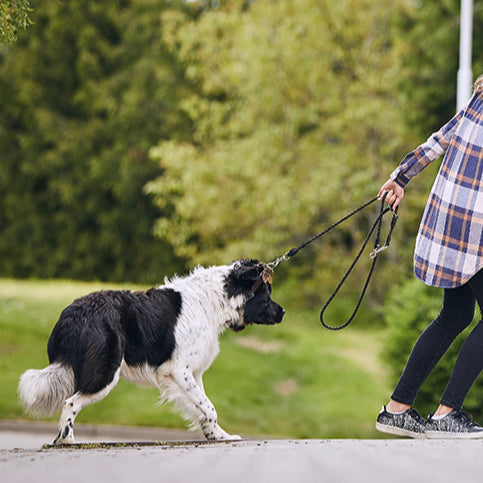 How Leash Walking Alone Hurts Your Dog's Mental Health