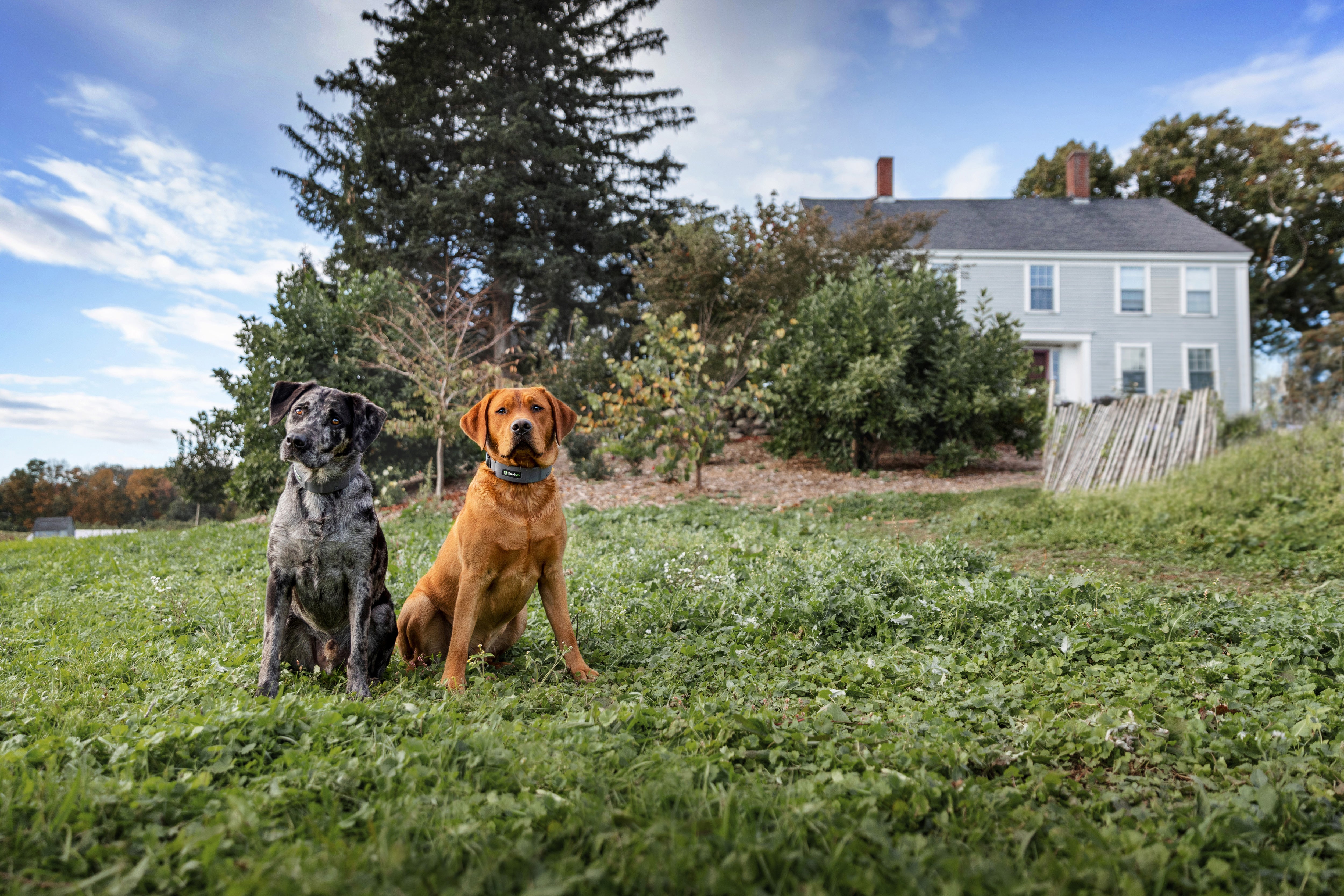 Spoton Fence Verizon GPS Dog Fence, Medium