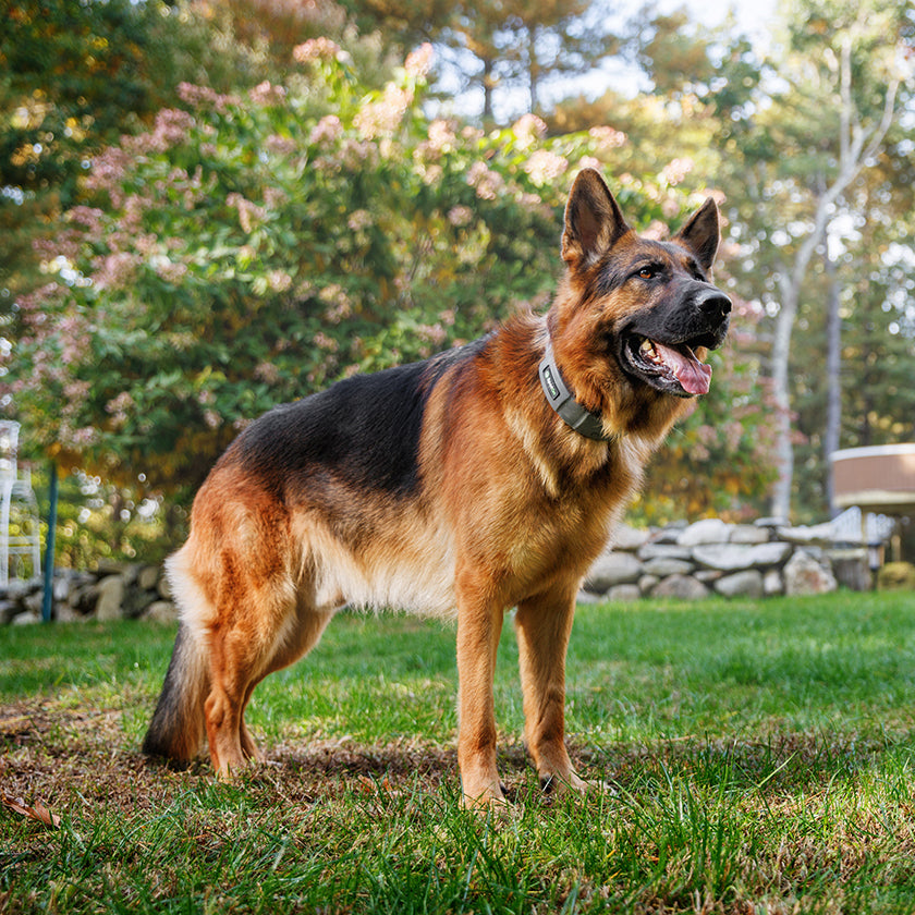Dog Friendly Backyard Upgrades to Improve Your Pup’s Life