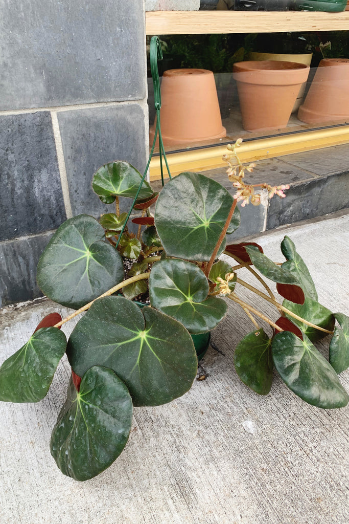 Buy Best Place to Buy Begonia 'Beefsteak' - PICK UP / LOCAL DELIVERY ONLY  Vapes Online | More Plants Online | More Plants