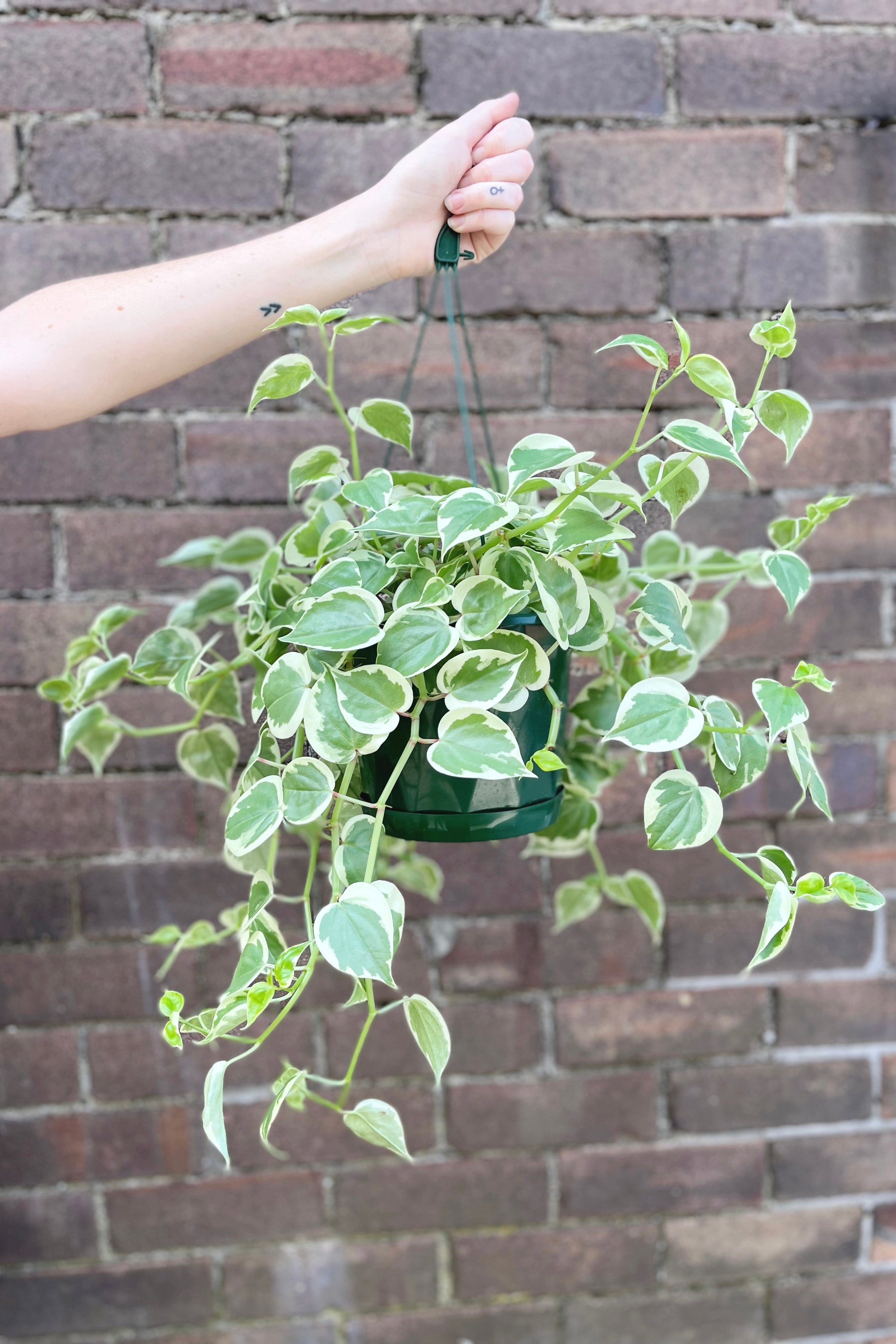 Peperomia Scandens Variegata