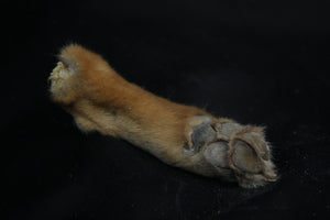 Coyote Paws – Freyja's Forest