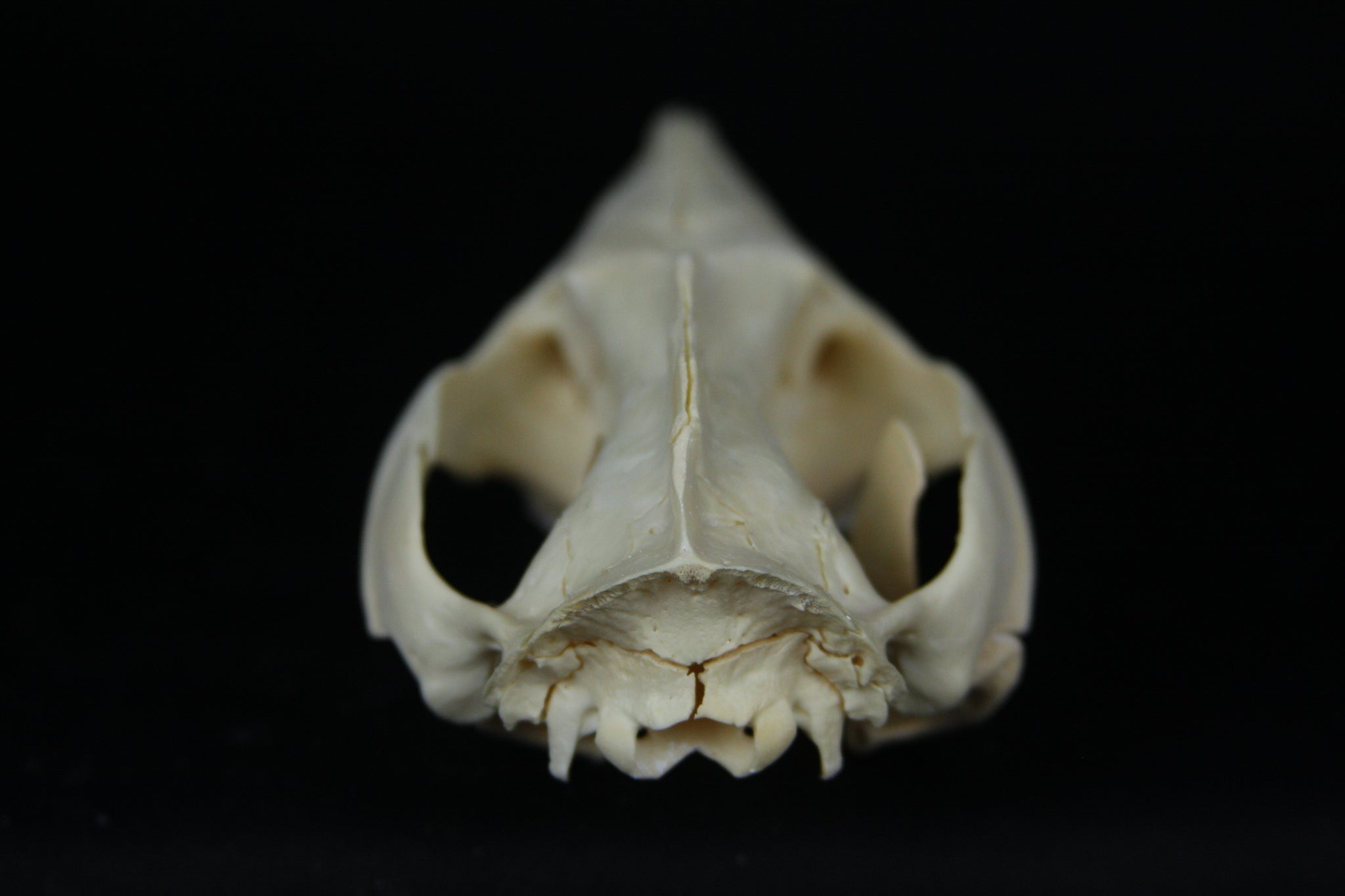 Opossum Skull – Freyja's Forest