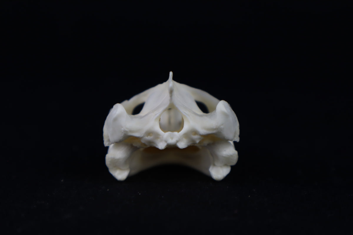 Red Eared Slider Turtle Skull – Freyja's Forest