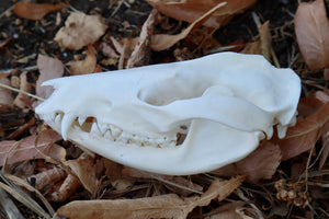 Opossum Skull with Stick Lodged in Mouth