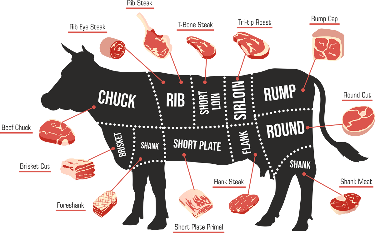 diagram of a cow showing where each primal cut comes from