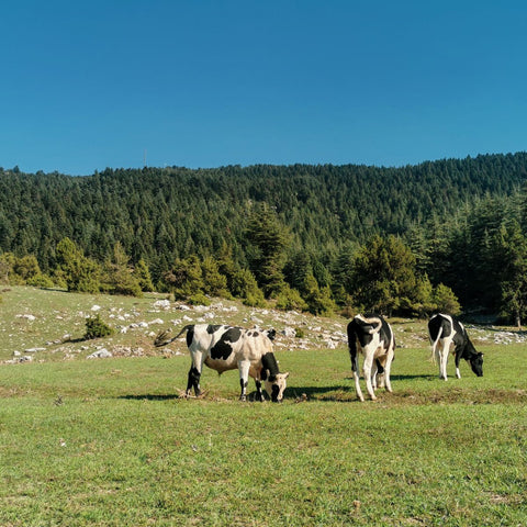 cows eating grass