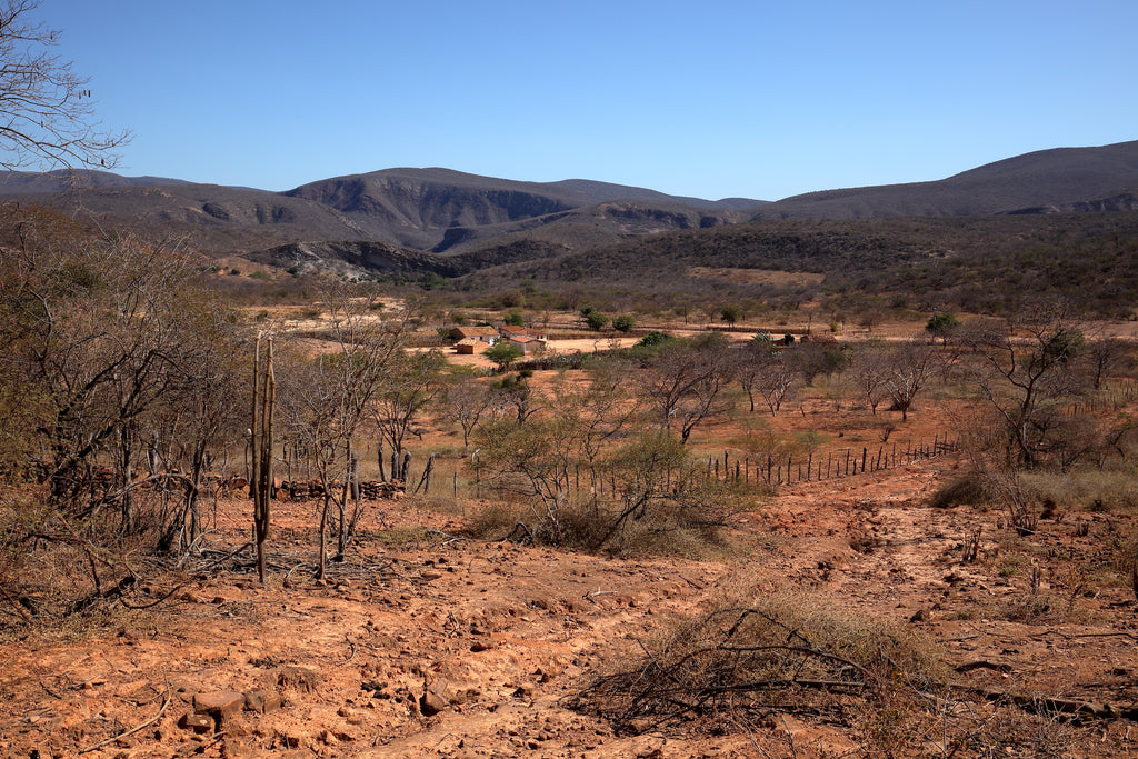 Dry Caatinga