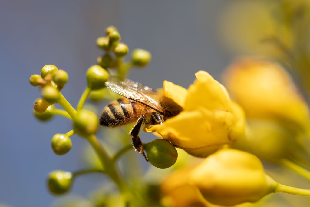 What Is Honey What S Raw Honey Bee Seasonal