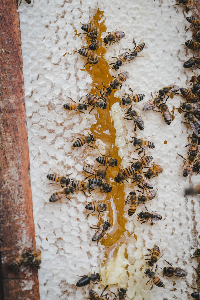 Beekeeping organic raw honey comb bee seasonal save the bees