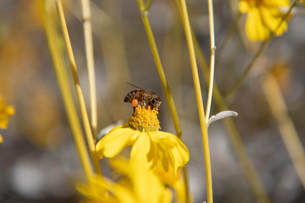 certified organic raw honey bee seasonal varietal 