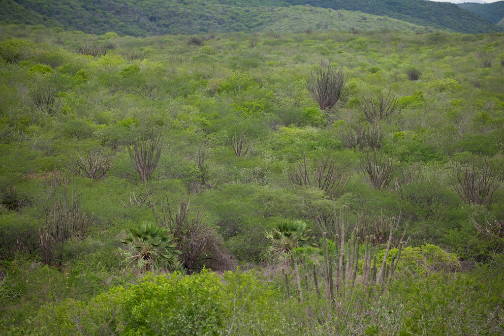 Green Caatinga - Brazilian Quince Honey