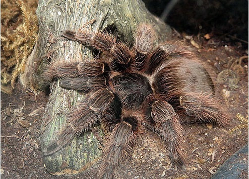 How To Care For Your Pink Zebra Beauty Tarantula Reptile Supply   15722445072 Ffb8a72fdd 502x360 