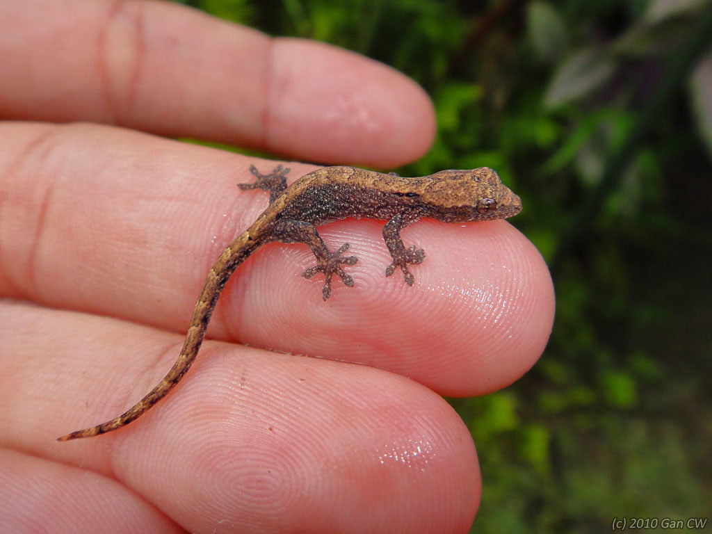 Маленькая ящерица. Лугубрис геккон. Lepidodactylus lugubris. Виргинский круглопалый геккон. Карликовый геккон (Sphaerodactylus ariasae).