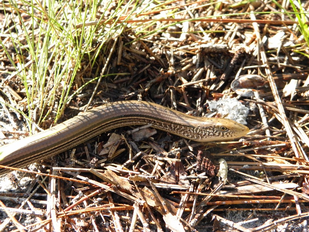 How to Care for Your Eastern Glass Lizard Reptile Supply