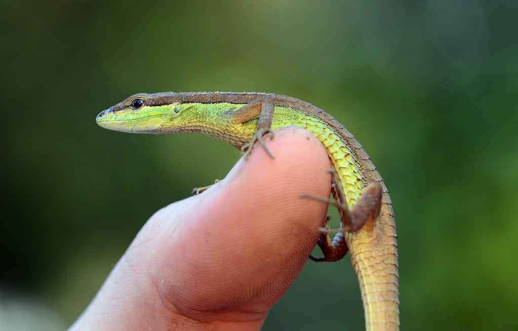 How to Care for Your LongTailed Grass Lizard Reptile Supply