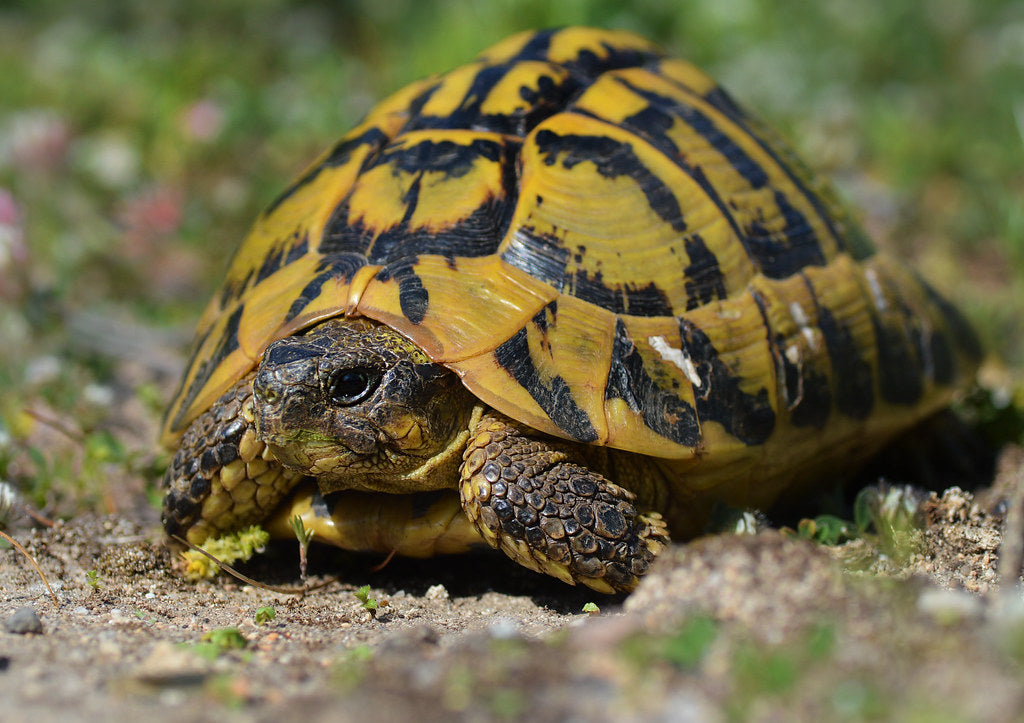 hermann tortoise uvb light