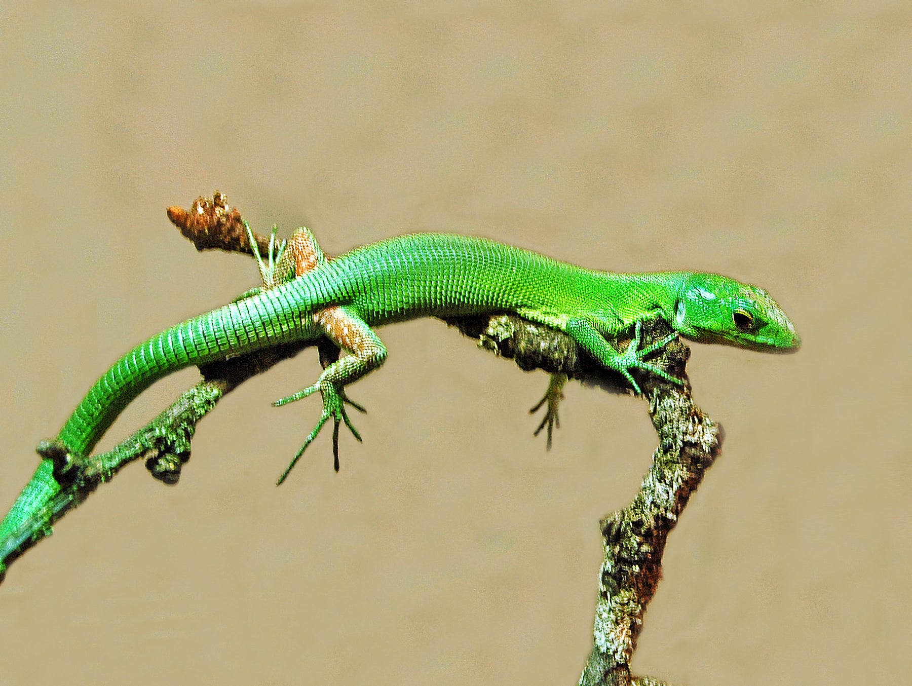 How to Care for Your Green Keel-Bellied Lizard | Reptile Supply