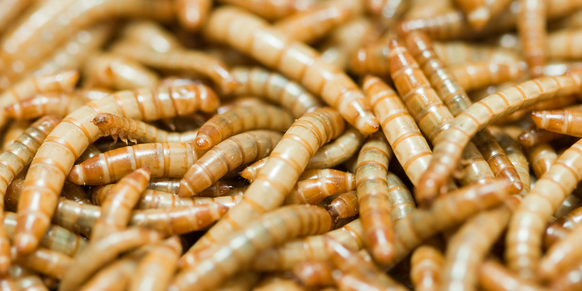 feeding milksnake waxworms