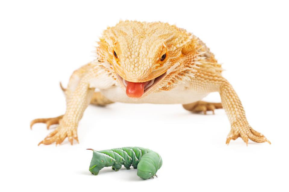 download hornworms for bearded dragons