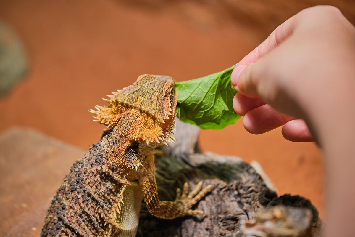 When Can A Bearded Dragon Eat Vegetables Reptile Supply