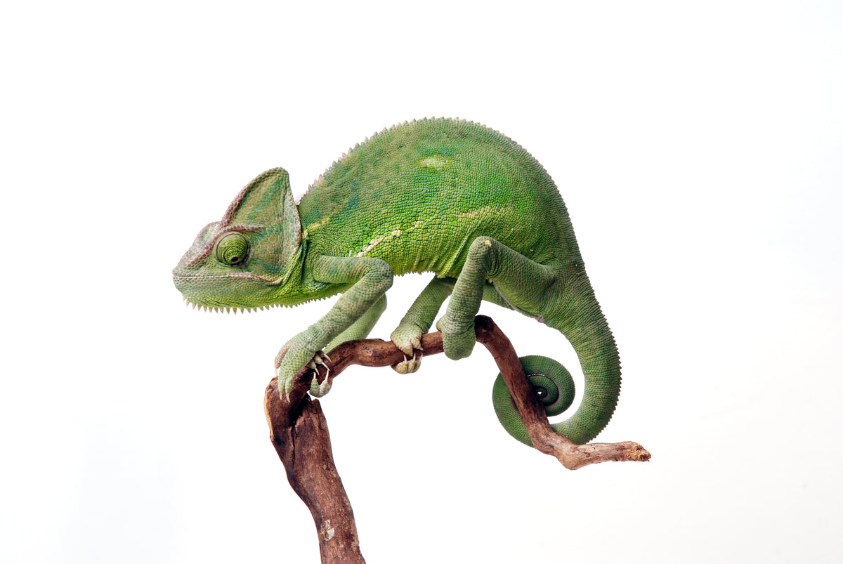 Can Chameleons Eat June Bugs?