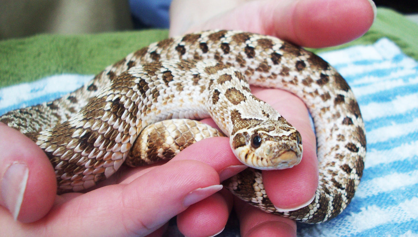 Hognose snake care Idea