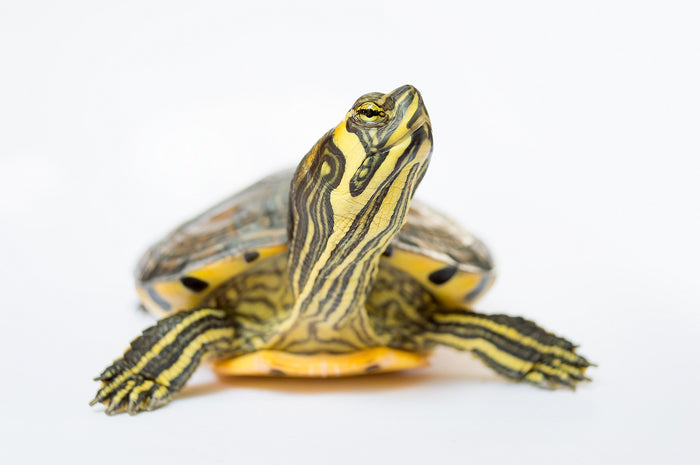 Turtle Care Sheets | Reptile Supply