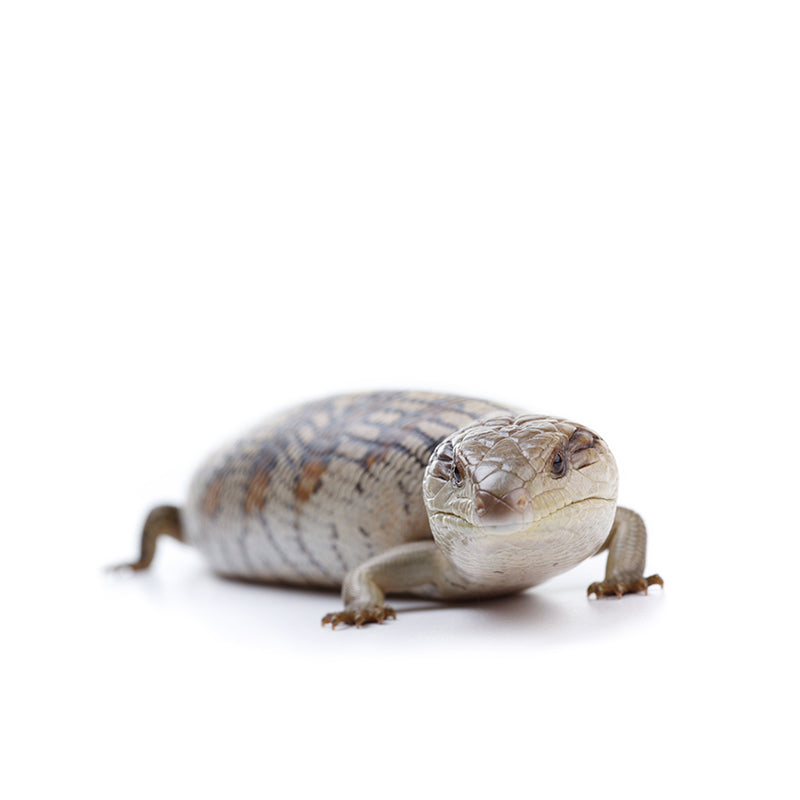 Reptile Supplies and Products + Reptile 