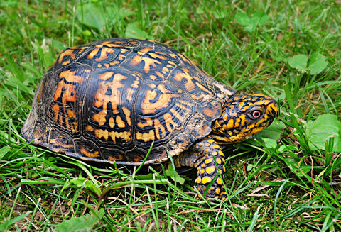 wild box turtle