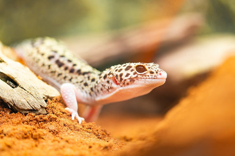 pet leopard gecko