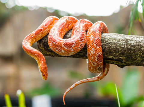 pet corn snake