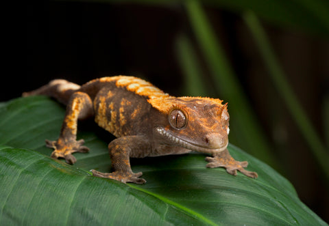 pet crested gecko