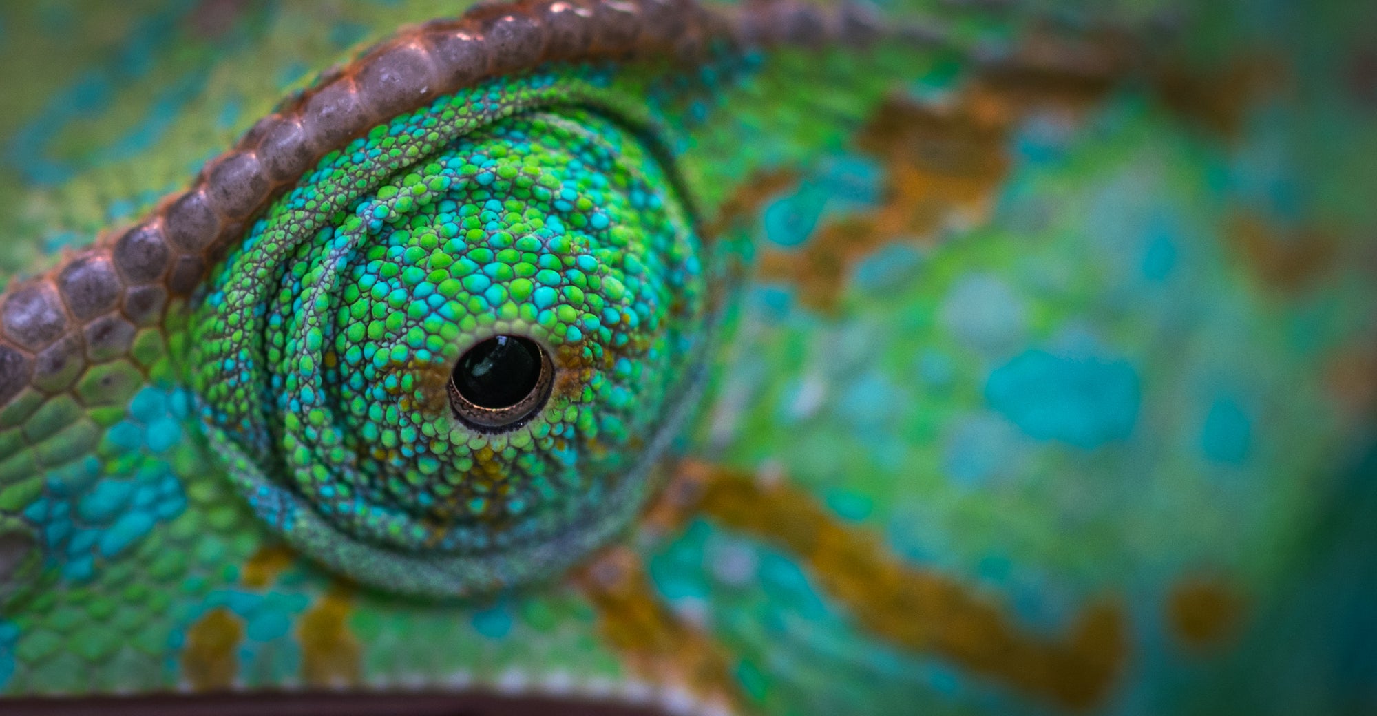 Reptile Pet Store Near Me Online Reptile Pet Store Online Shopping