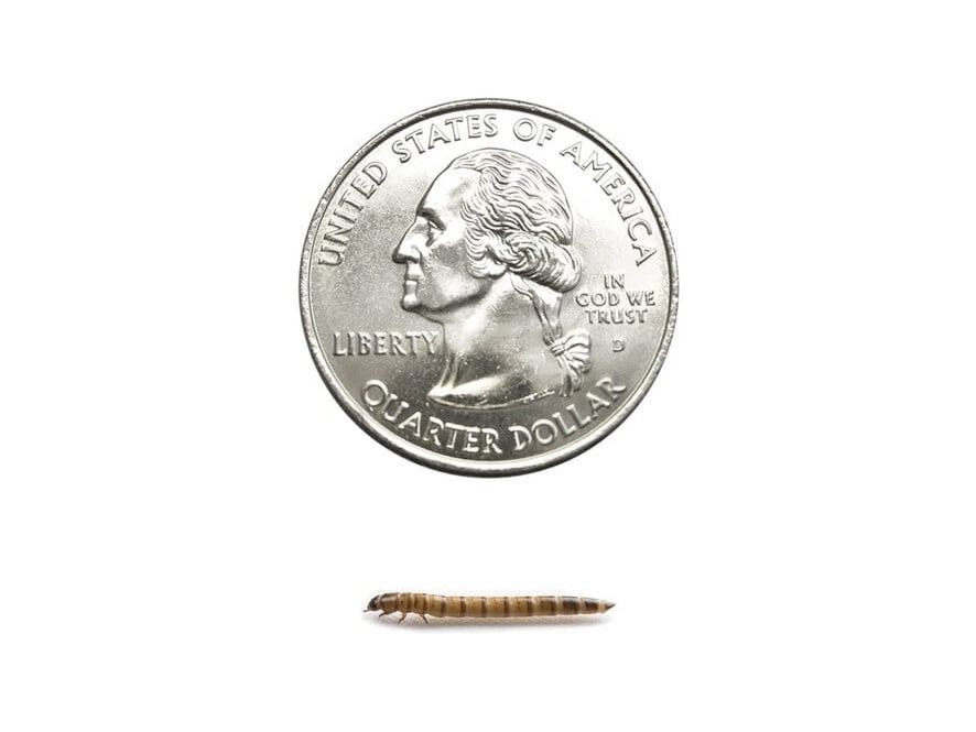 ReptileSupply.com cover image