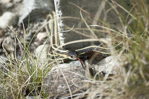 wild garter snake