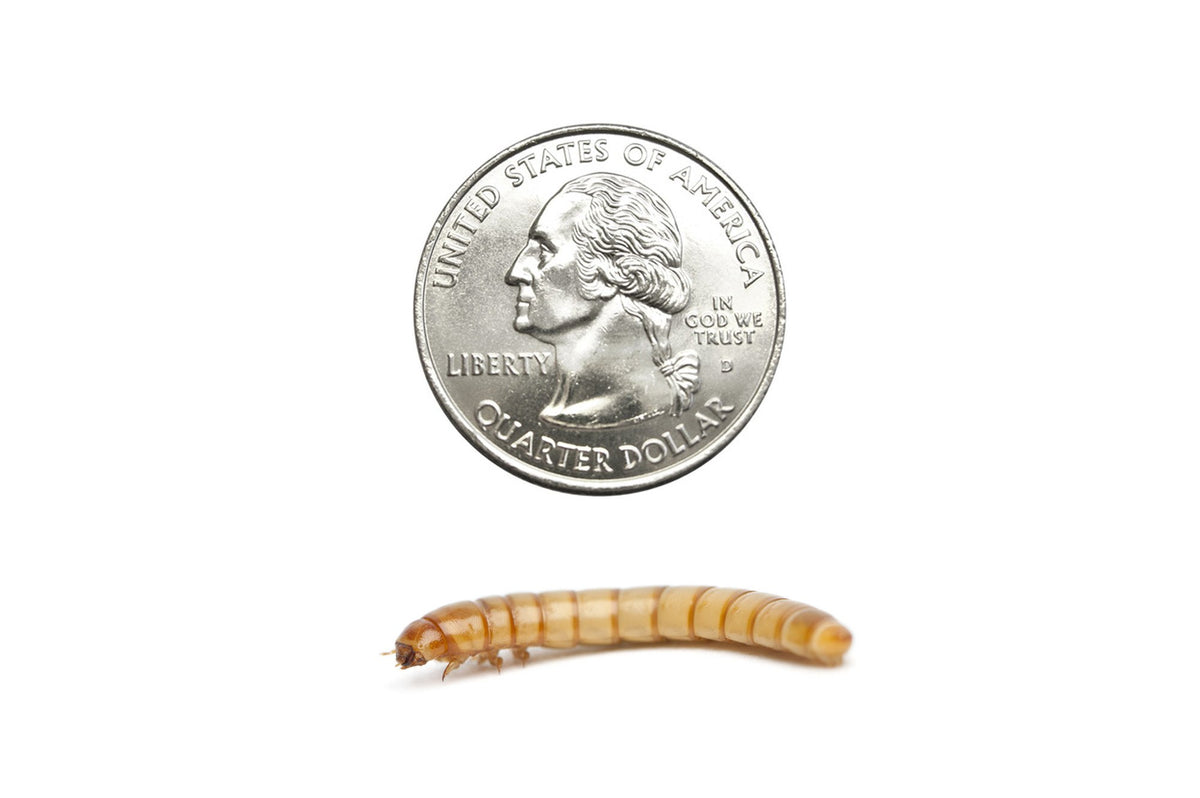 download giant mealworms