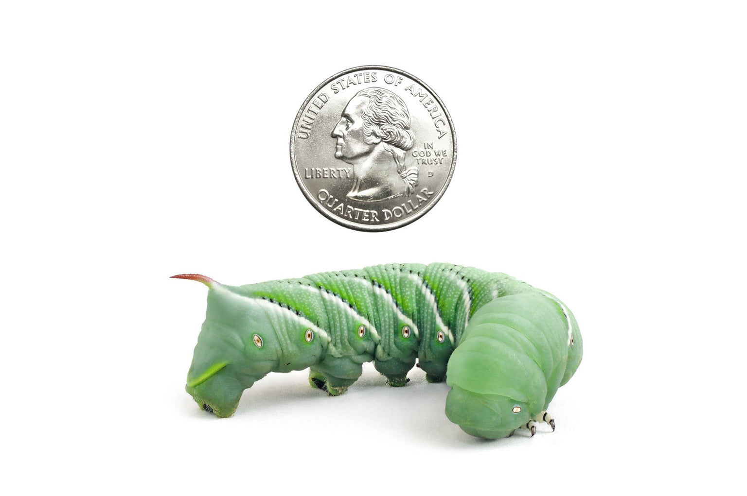 download hornworms for sale